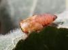 Metidiocerus (elegans-rutilans)